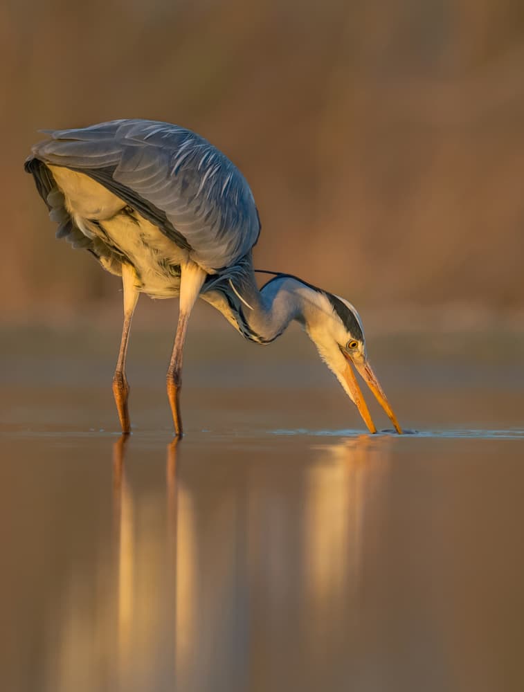 Tranquil Heron Reflection by Jie Fischer — canvas wall art