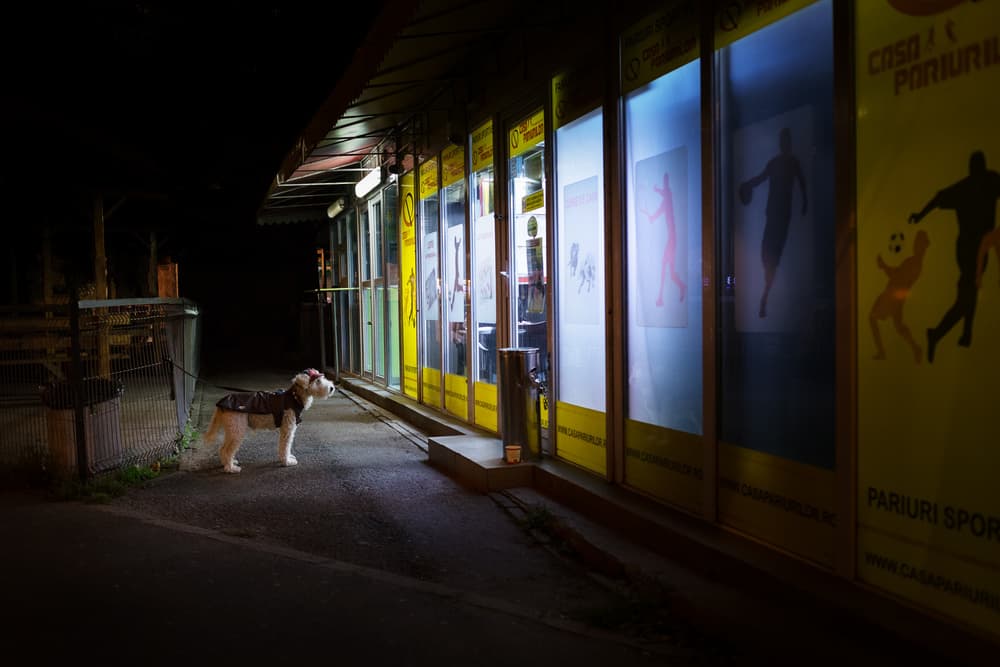 Waiting Dog at Night by Marius Cinteza — canvas wall art