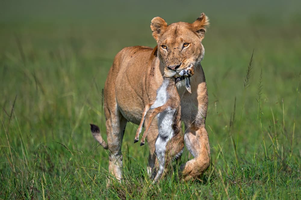 Lioness Carrying Prey by Xavier Ortega — canvas wall art
