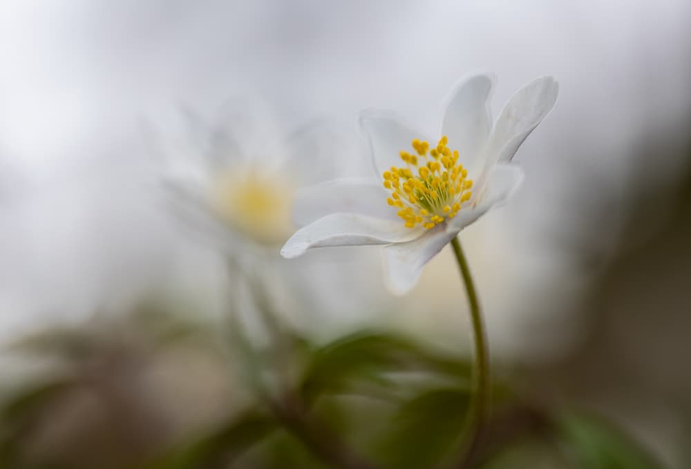 Delicate Spring Anemone by Sergio Barboni — canvas wall art