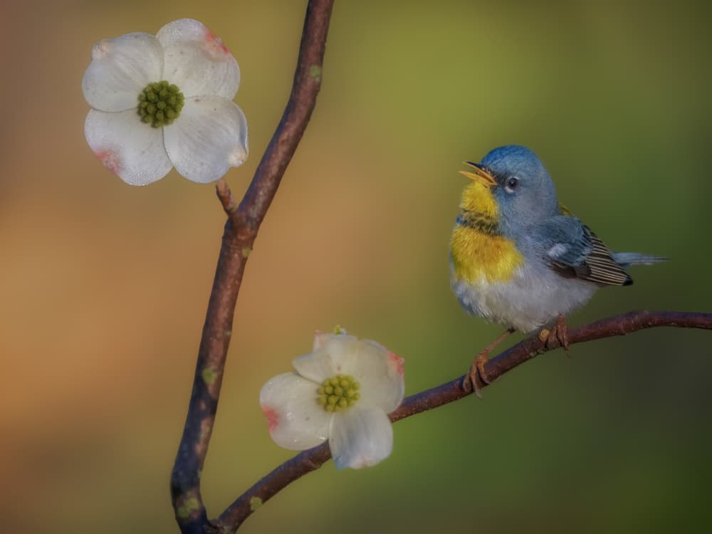 Singing Spring Dogwood Bird by Jacob (Jian) Xu — canvas wall art