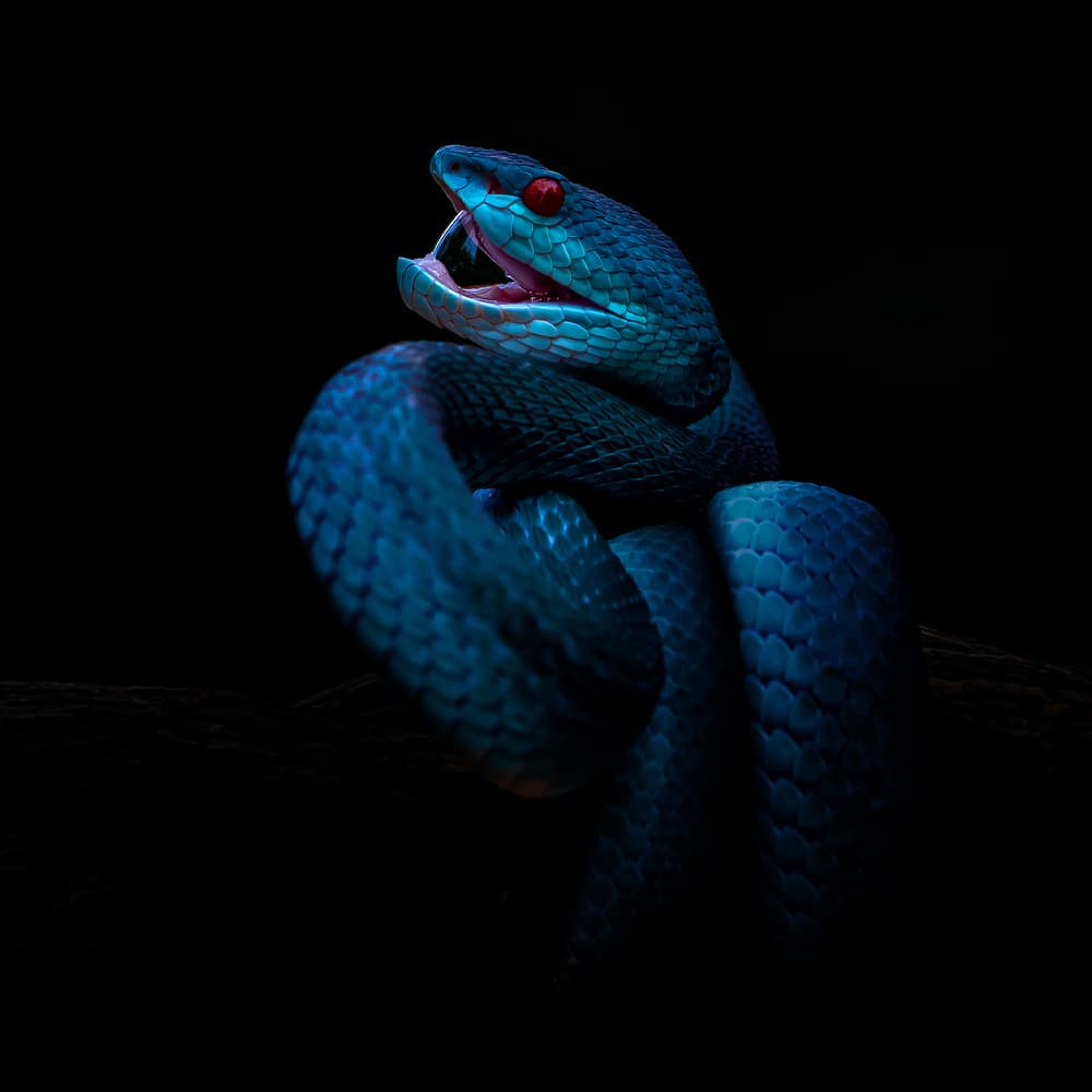 Blue Viper Red Eyes by Gunarto Song — canvas wall art