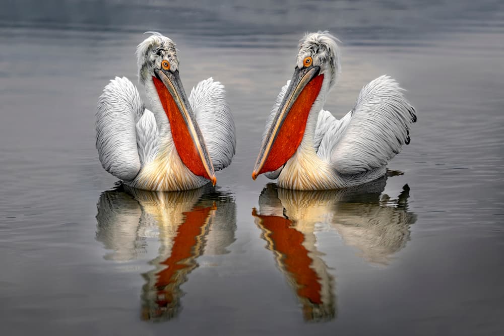 Elegant Pelicans Reflected by Xavier Ortega — canvas wall art