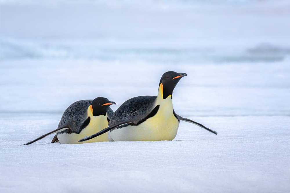 Emperor Penguins Gliding by Siyu_Wei APA — canvas wall art