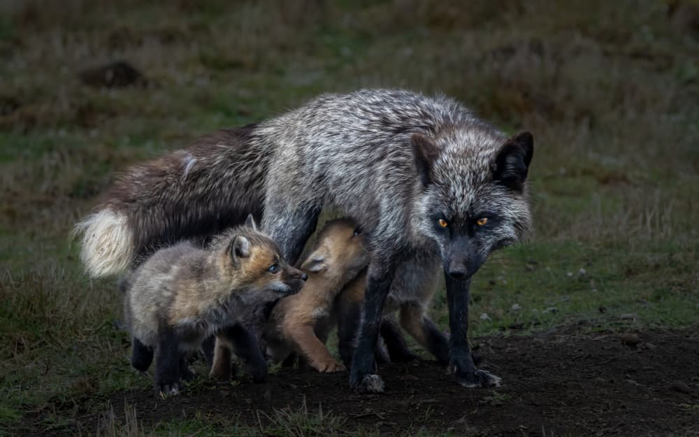 Silver Fox Family by John J. Chen — canvas wall art