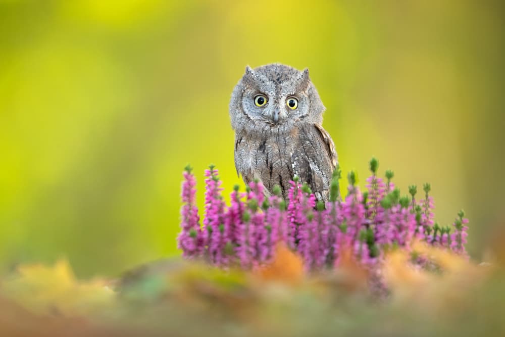 Owlet Among Pink Heather by Milan Zygmunt — canvas wall art