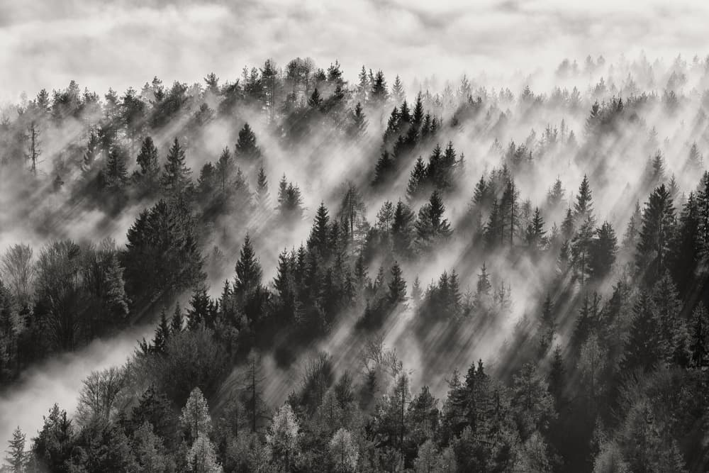 Misty Forest Light Rays by Davorin Baloh — canvas wall art