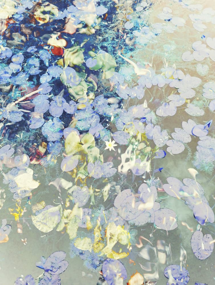Dreamy Pond Lilies by Angelo Cerantola — canvas wall art