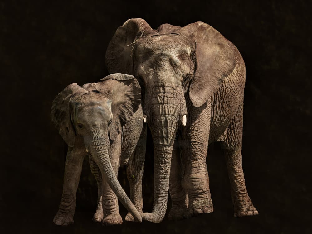 Mother and Calf Elephants by Juan I. Cuadrado — canvas wall art