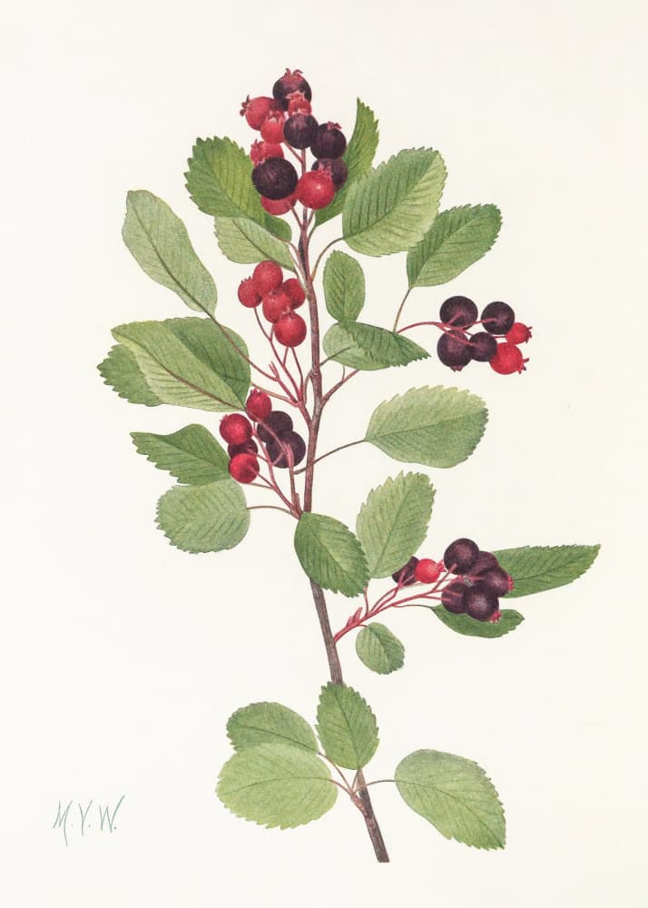 Saskatoon From North American Wildflowers (1925) By Mary Vaux Walcott by Mary Vaux Walcott — canvas wall art