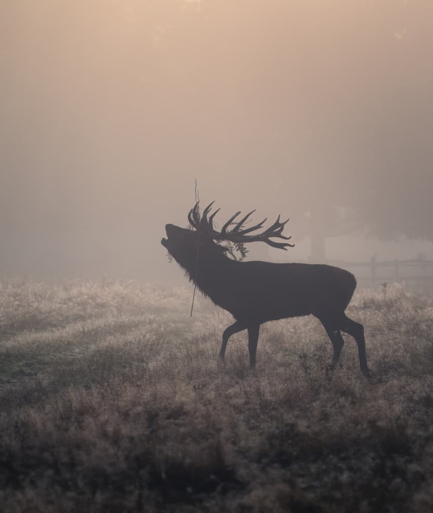Roaring Stag in Fog by Tudor Munteanu — canvas wall art