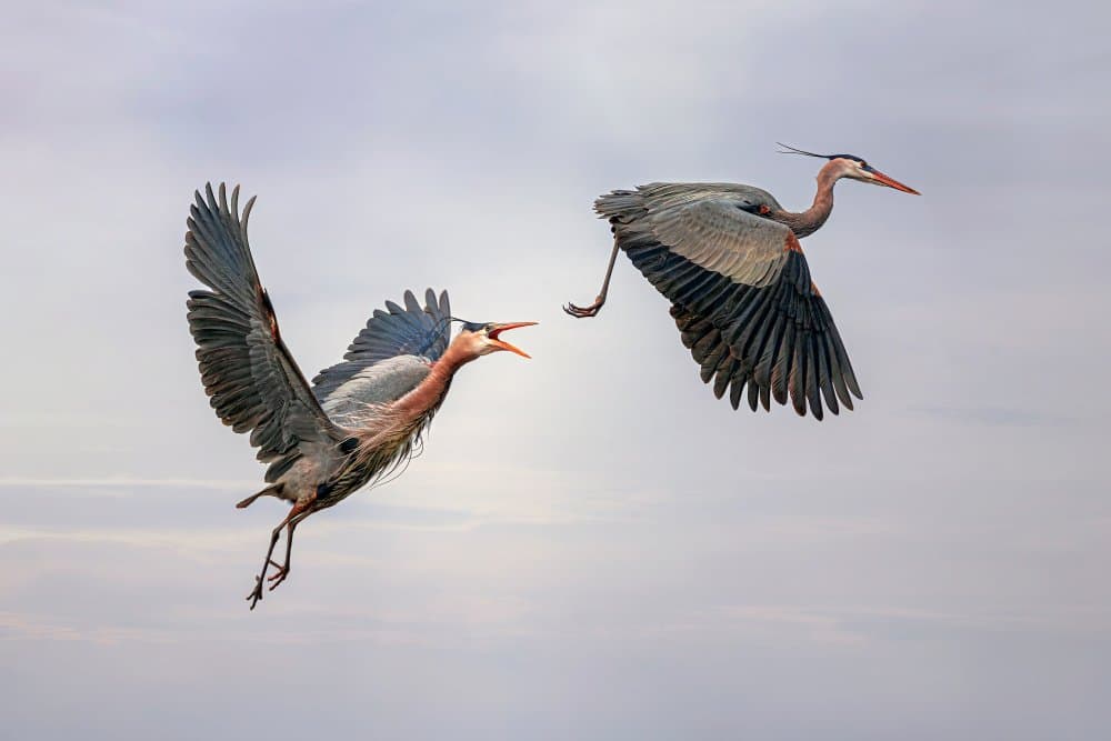 Great Blue Herons Flying by Mei Hu — canvas wall art