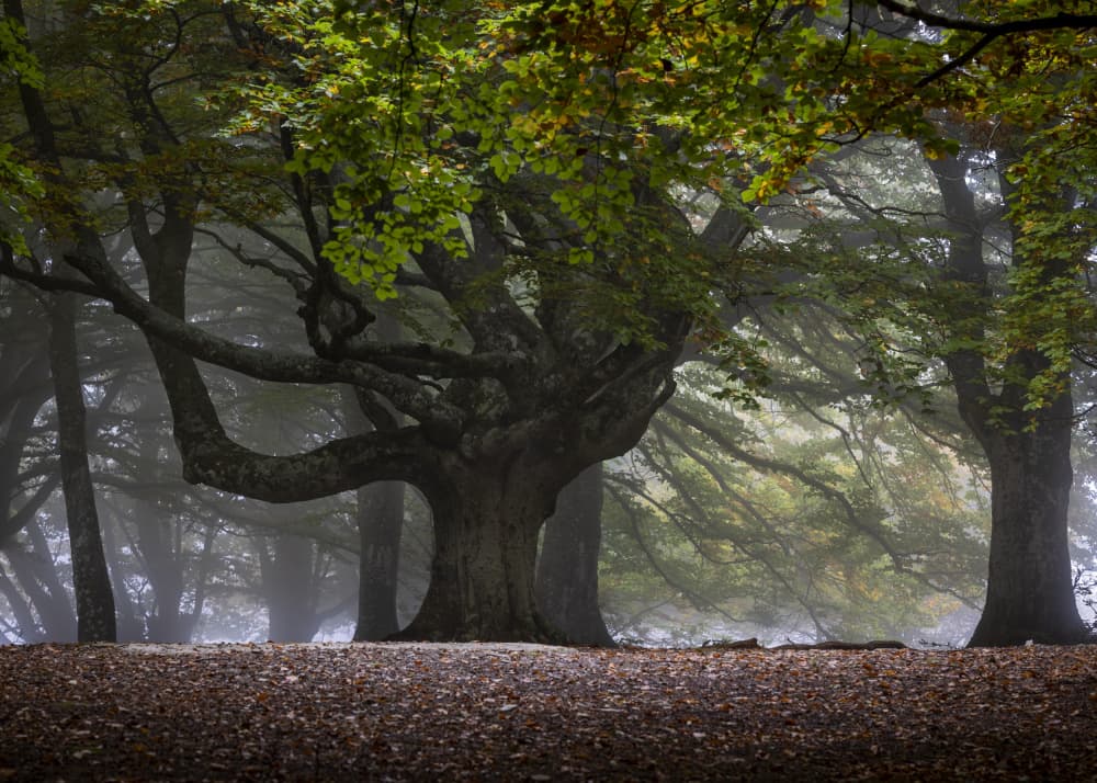 The old beech by Sergio Barboni — canvas wall art