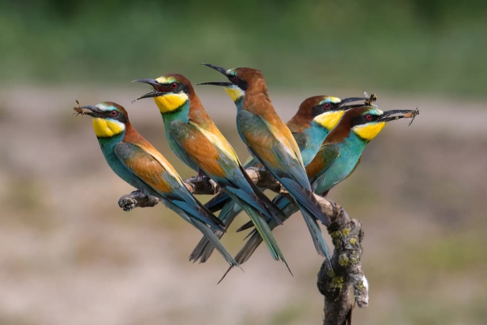 Five Vibrant Bee-eaters by Rob Li — canvas wall art