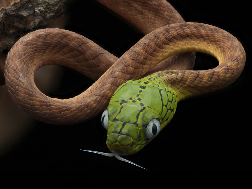 Striking Green Snake Portrait by Phat Dao Tan — canvas wall art