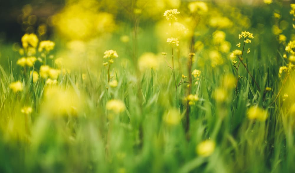 Vibrant Yellow Field by Javier Pardina — canvas wall art