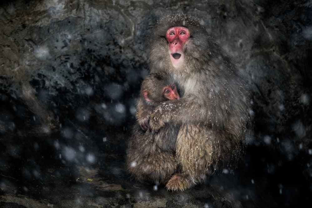 Winter Monkey Mother Baby by Takeshi Marumoto — canvas wall art