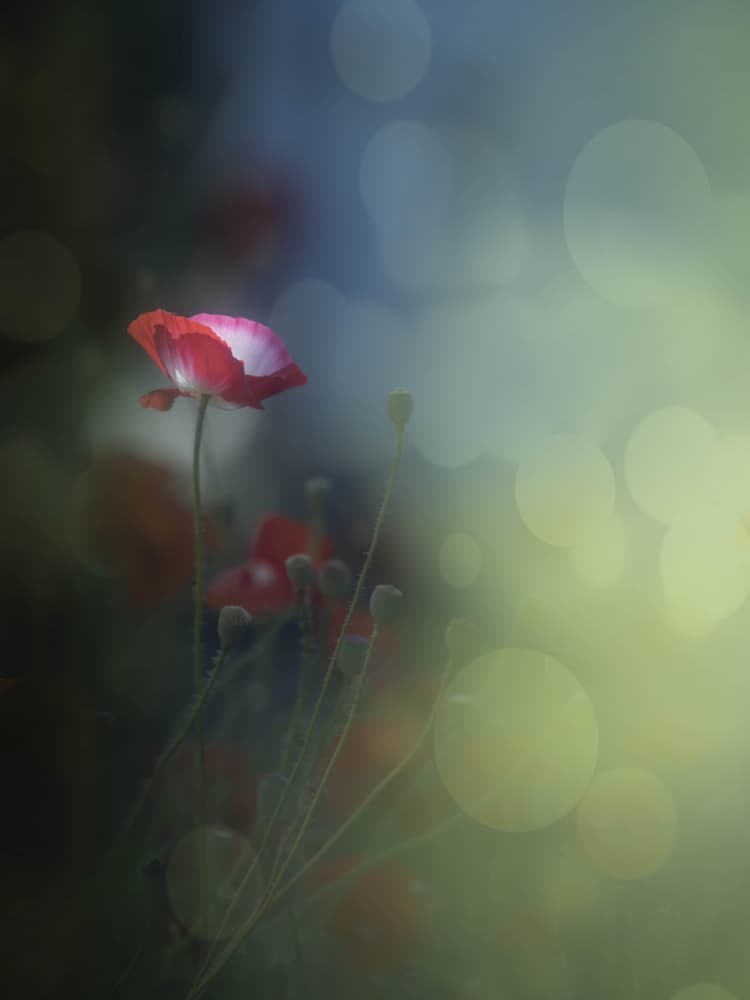Dreamy Red Poppy by Judy Tseng — canvas wall art