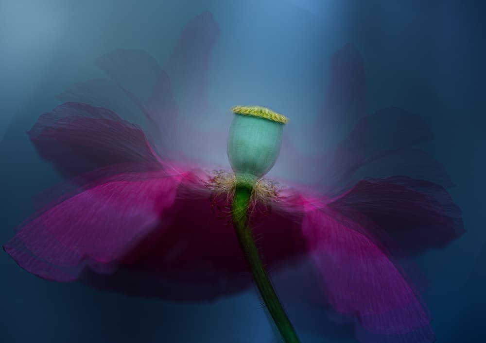 Fuchsia Poppy Dream by Katarina Holmström — canvas wall art