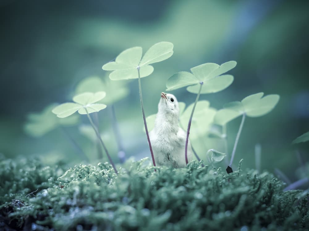 Tiny Chick in Clover by Udrea Dan — canvas wall art