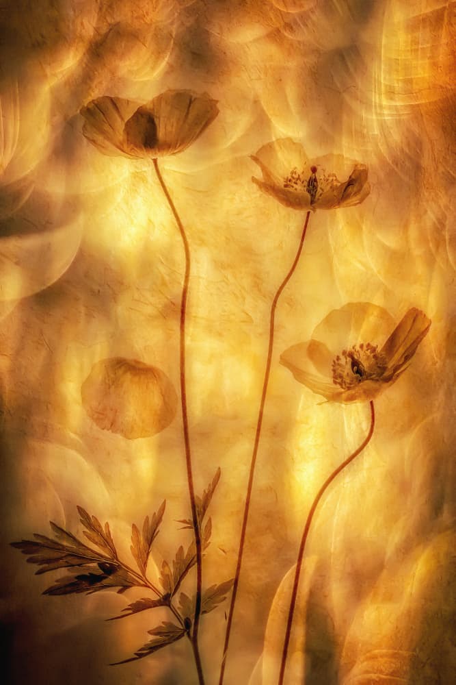 Delicate Golden Blooms by Hilda van der Lee — canvas wall art