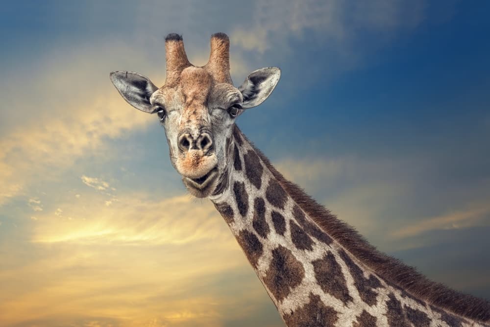 Curious Giraffe At Sunset by Piet Flour — canvas wall art