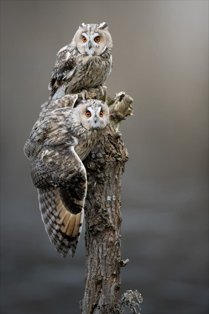 Two Long-Eared Owls by Chris Coenders — canvas wall art