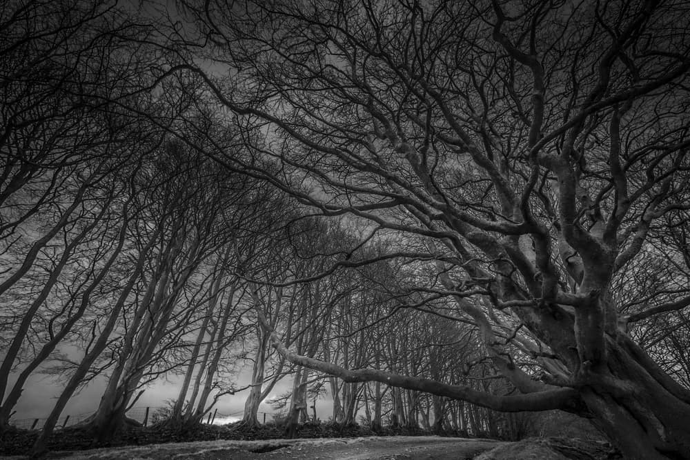 Moody Winter Woods by David Leyland — canvas wall art