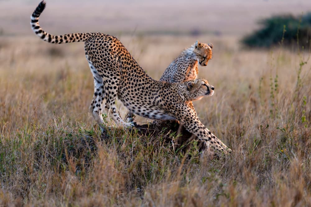 Cheetah Cub Stretch by Joanna W — canvas wall art