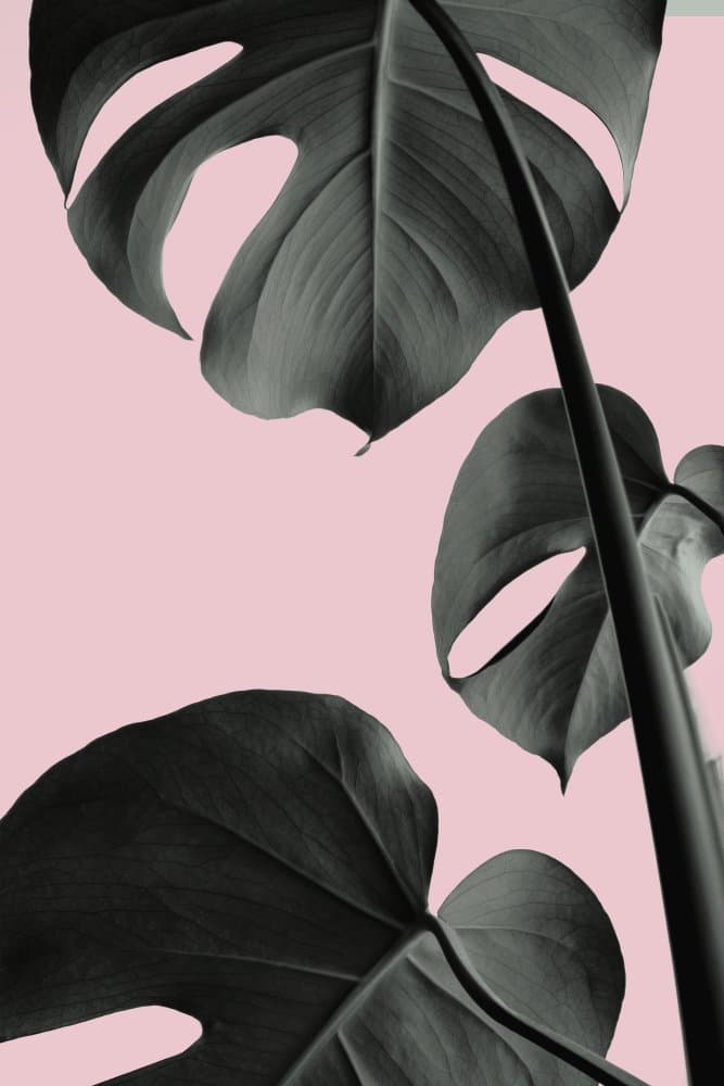 Pink Monstera Leaves by Pictufy Studio III — canvas wall art