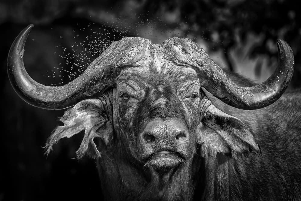 Powerful Buffalo Gaze by Ali Khataw — canvas wall art