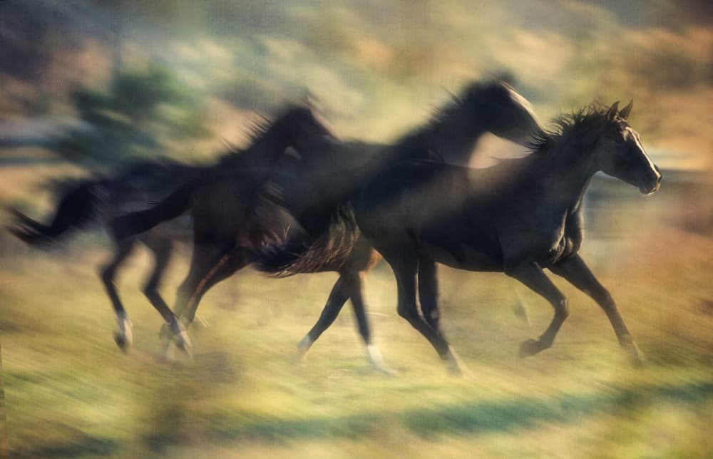 Wild Horses In Motion by Charlaine Gerber — canvas wall art