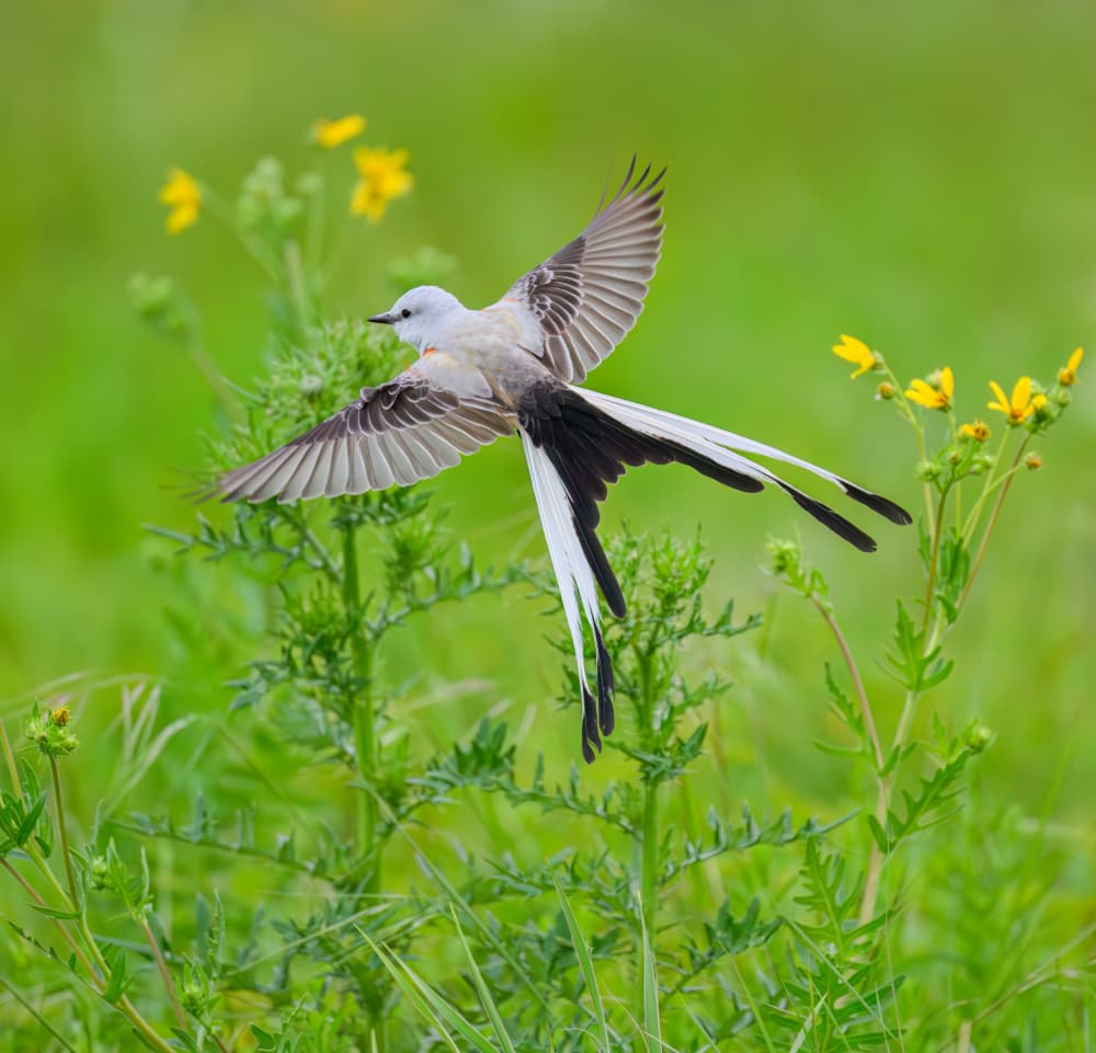 Graceful Bird Flight by Mike He — canvas wall art