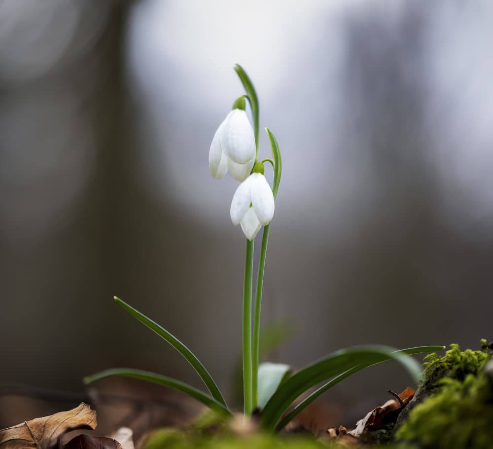 Two Delicate Snowdrops by Sergio Barboni — canvas wall art