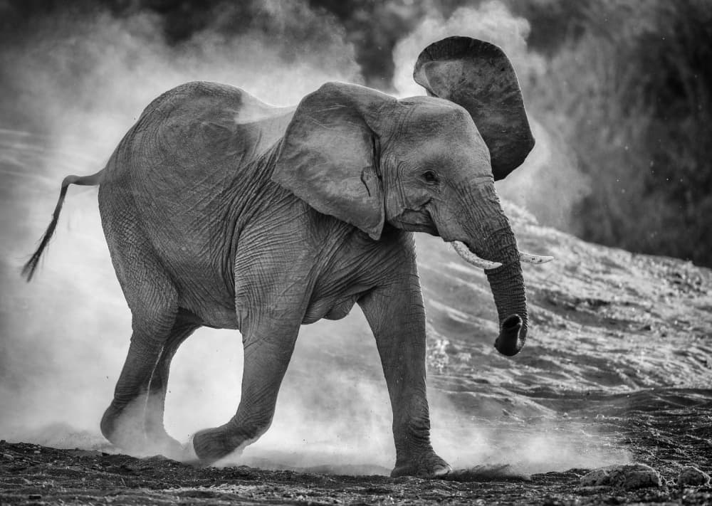 Dusty Elephant Stride by Jaco Marx — canvas wall art