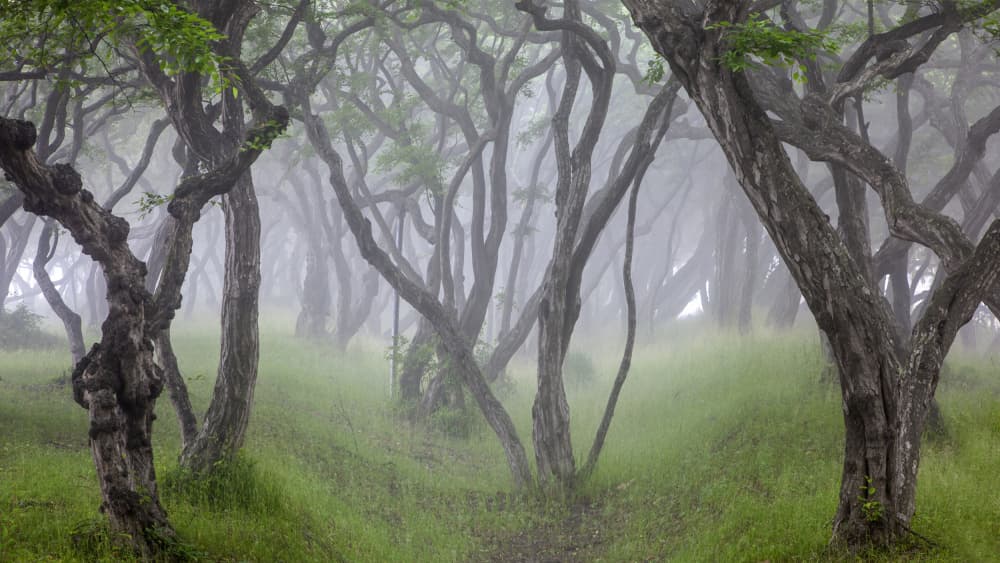 Misty Green Forest Path by Shin Woo Ryu — canvas wall art