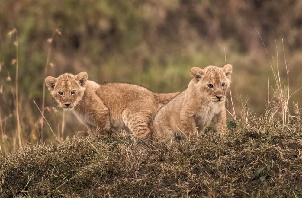 Two Wild Lion Cubs by Judy Tseng — canvas wall art
