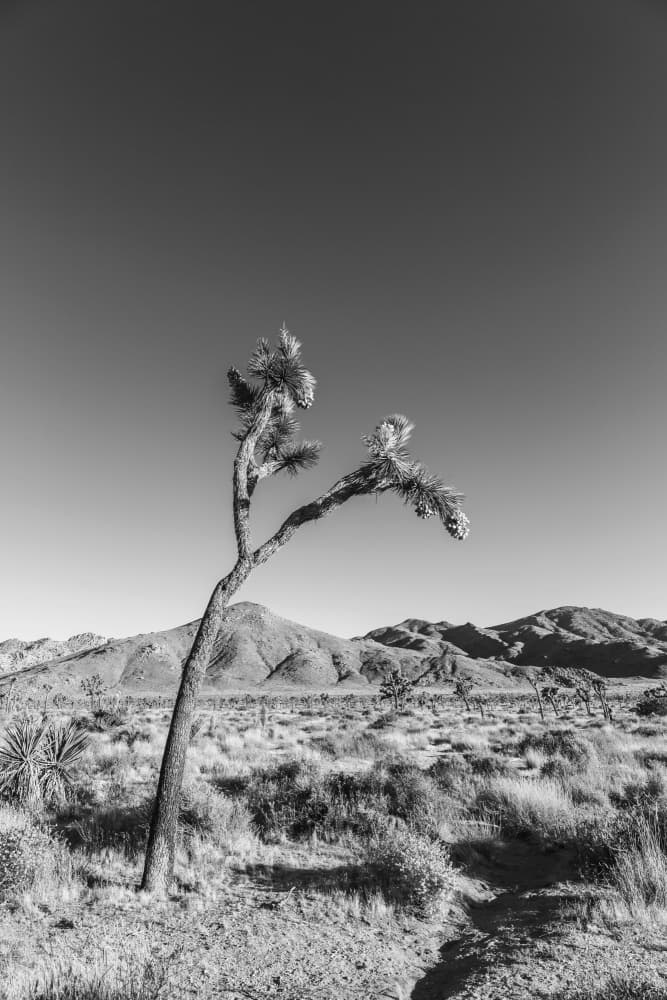 Solitary Joshua Tree by Melanie Viola — canvas wall art