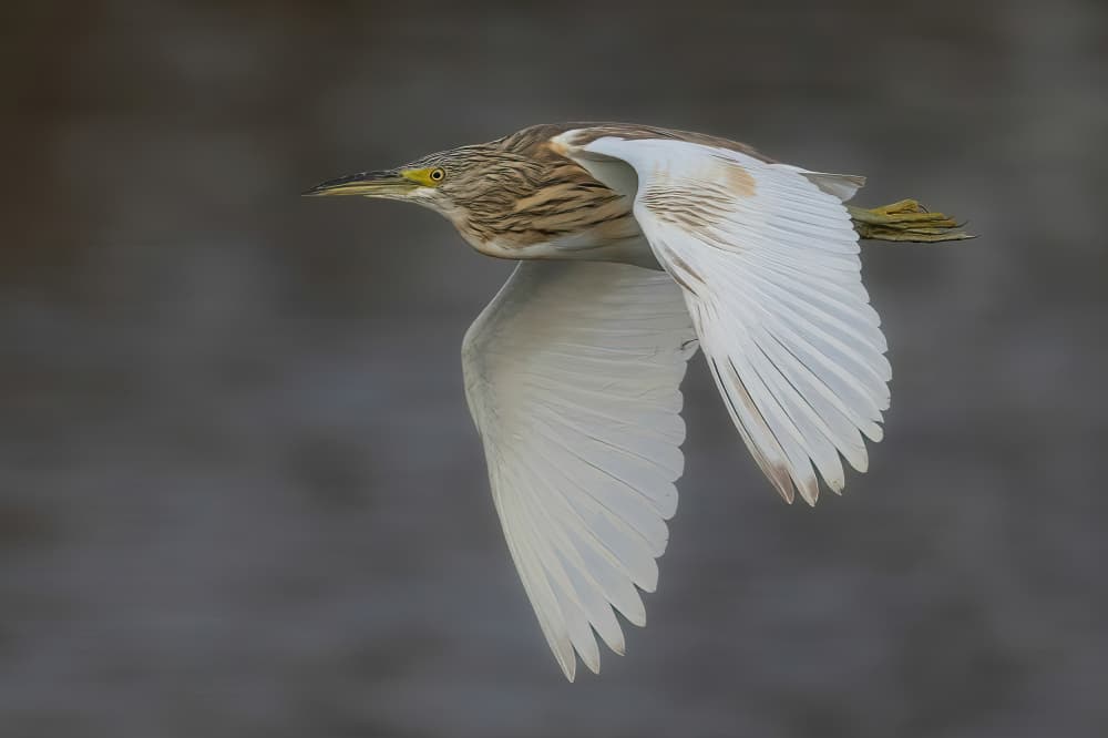 Graceful Heron Flight by Guy Wilson — canvas wall art