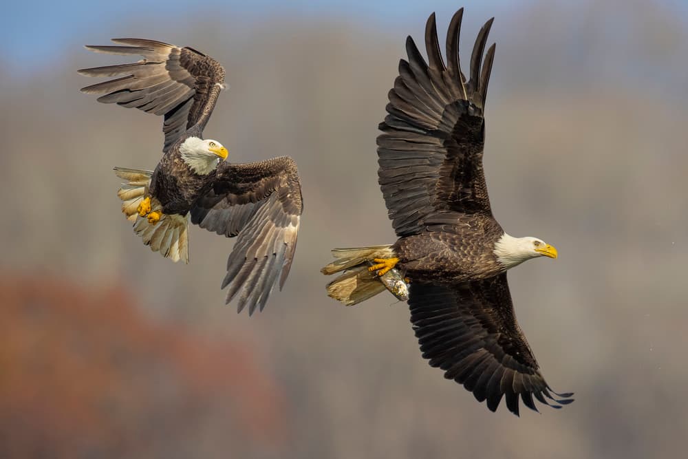 Majestic Flying Eagles by Mountain Cloud — canvas wall art