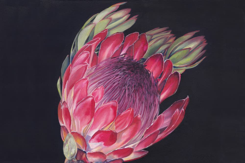 Vibrant Protea Bloom by Viccy Wanliss — canvas wall art