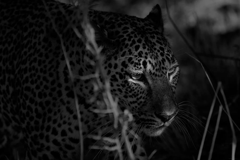Stealthy Leopard Gaze by Hannes Bertsch — canvas wall art