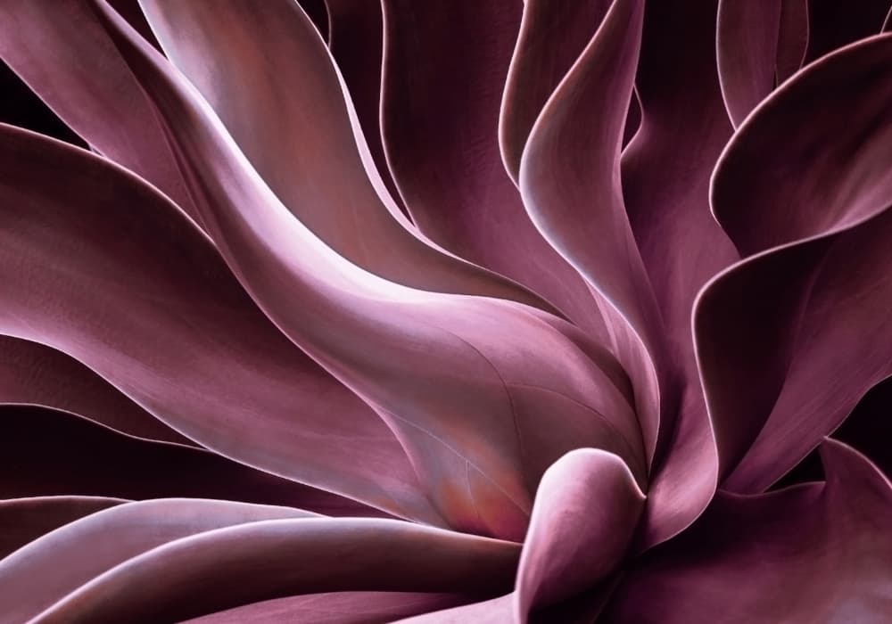 Elegant Purple Agave by Robin Wechsler — canvas wall art