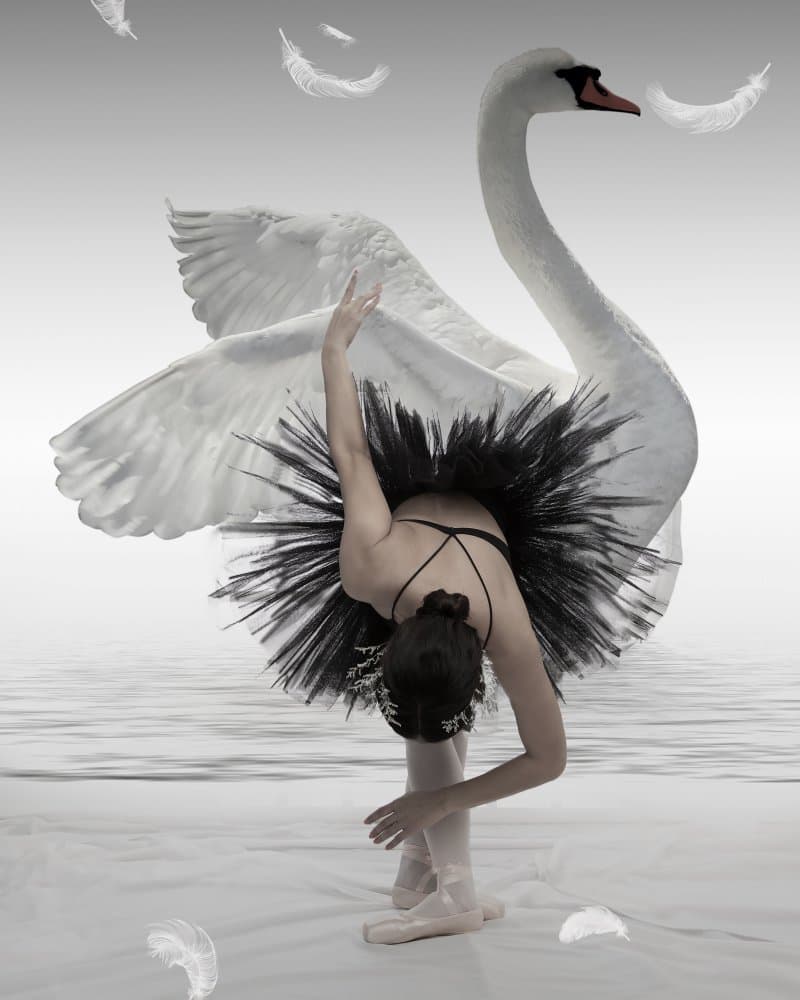 Black Swan Ballerina by Mieke — canvas wall art