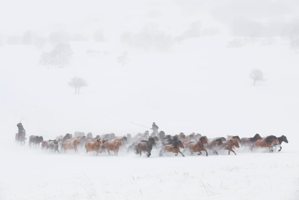 Wild Horses Winter Run by Tony Xu — canvas wall art