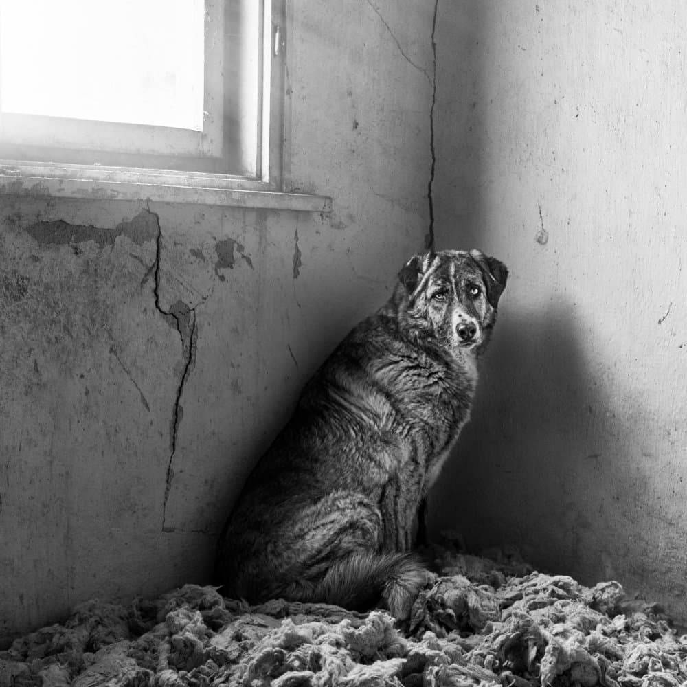 Lonely Dog's Corner by Todor Tanev — canvas wall art