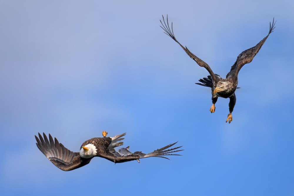 Bald Eagle Showdown by Ruiqing P. — canvas wall art
