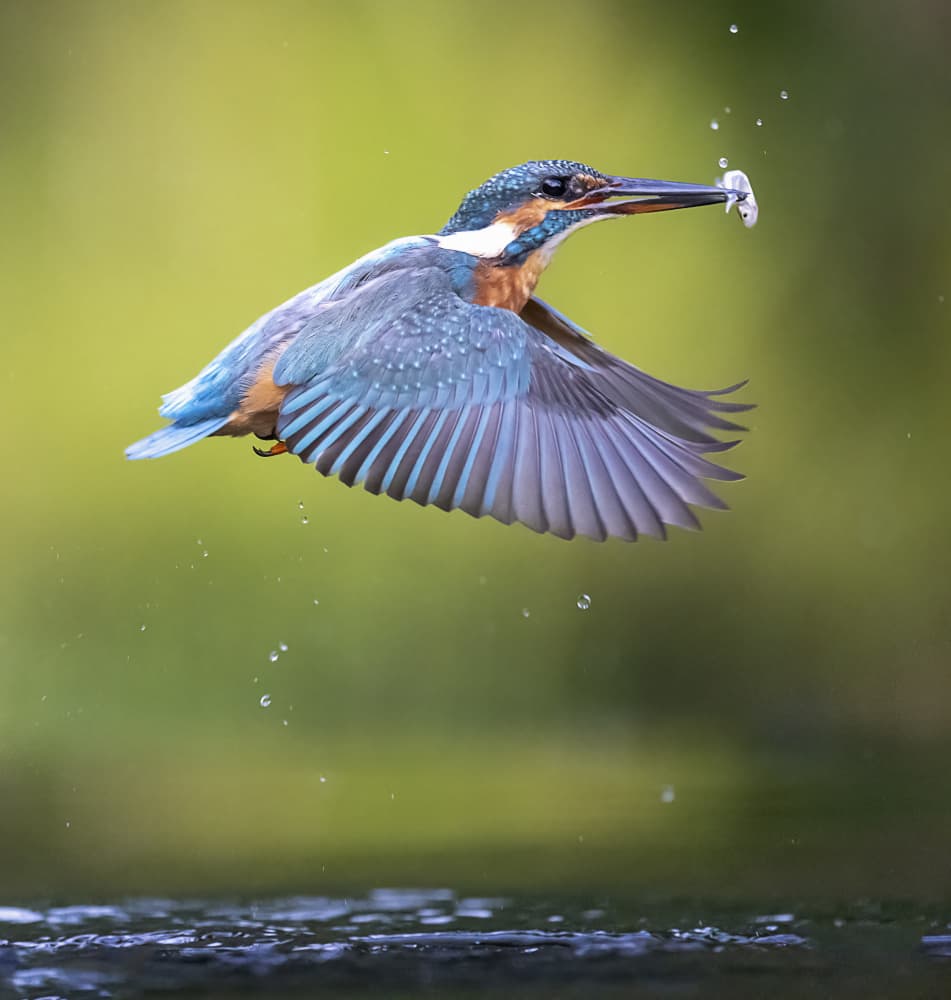 Kingfisher's Catch by Chris Coenders — canvas wall art