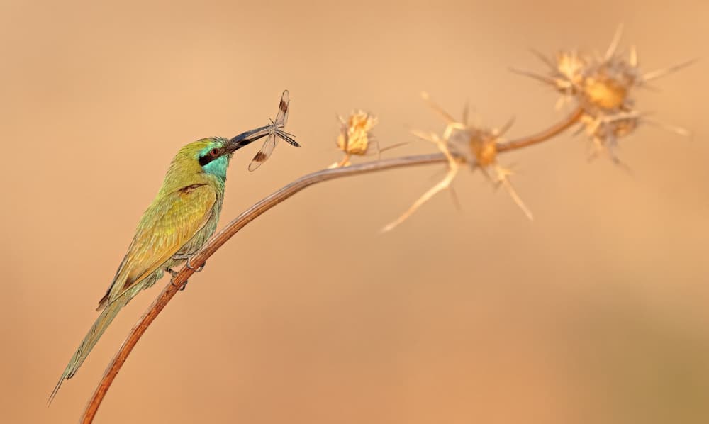 Green Bee-eater With Dragonfly by Eldad Levin — canvas wall art
