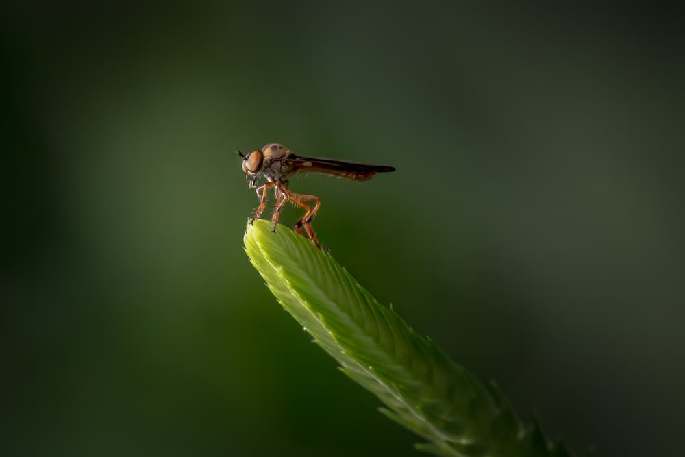 Robber Fly on Green by Xiaohong Zhang — canvas wall art